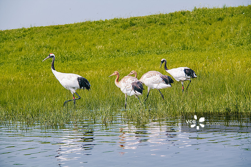 丹顶鹤一家图片素材