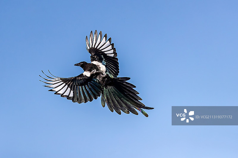 飞向蓝天图片素材