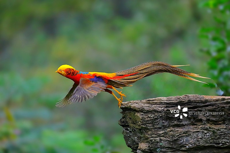 红腹锦鸡图片素材