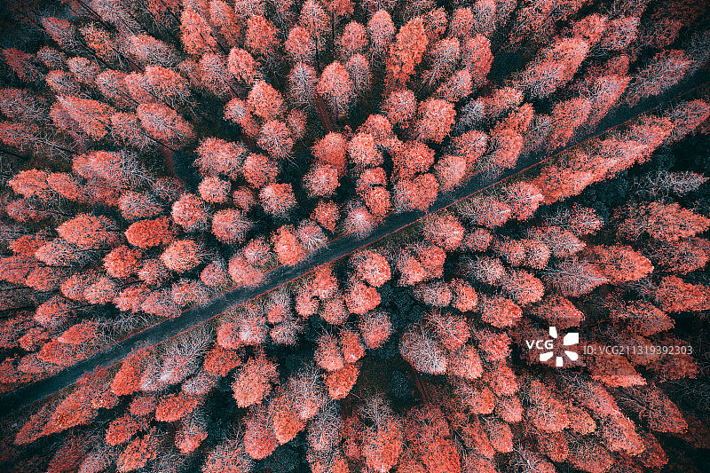 林森中的道路图片素材