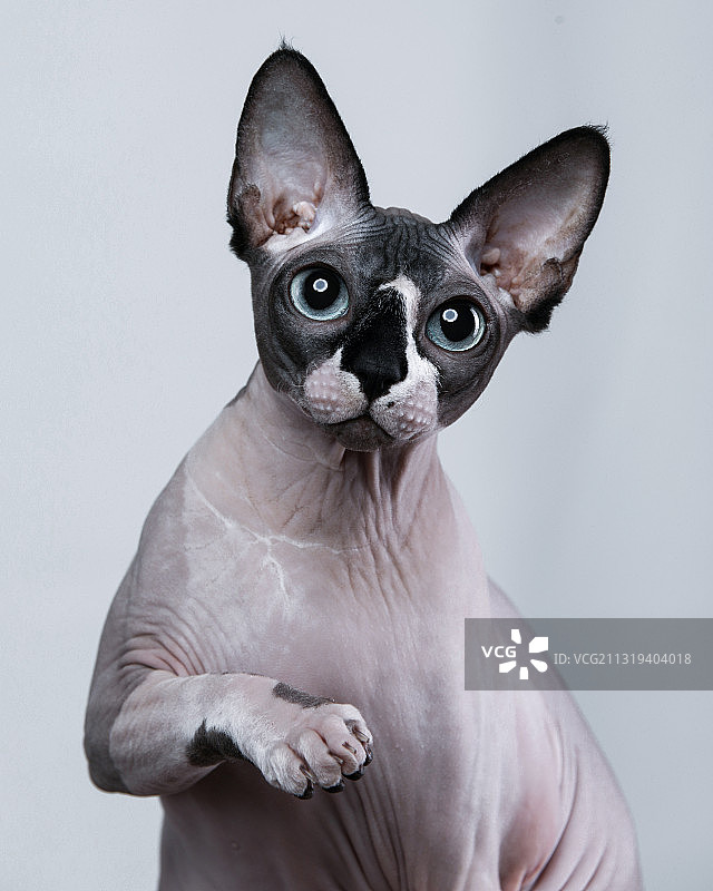 斯芬克斯无毛猫肖像图片素材