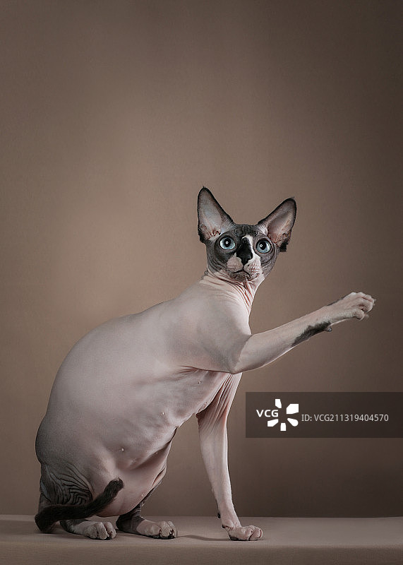 斯芬克斯无毛猫肖像图片素材