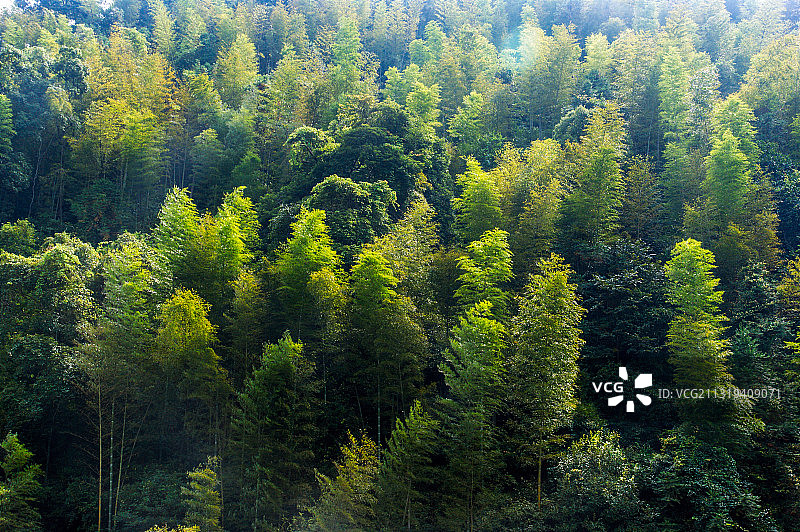 井冈山竹林图片素材