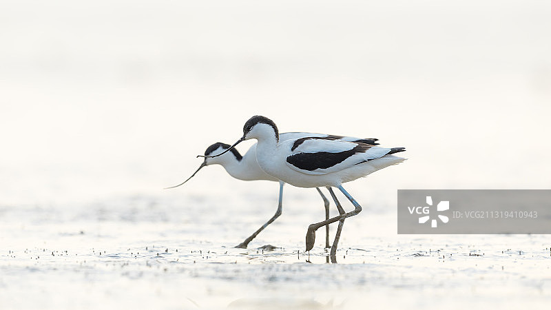 反嘴鹬图片素材