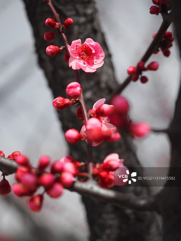 水墨梅花♧图片素材