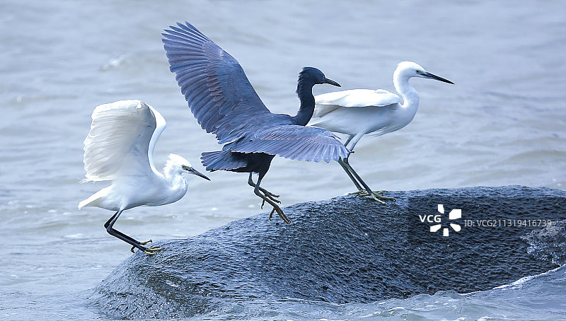 白鹭岩鹭共舞图片素材