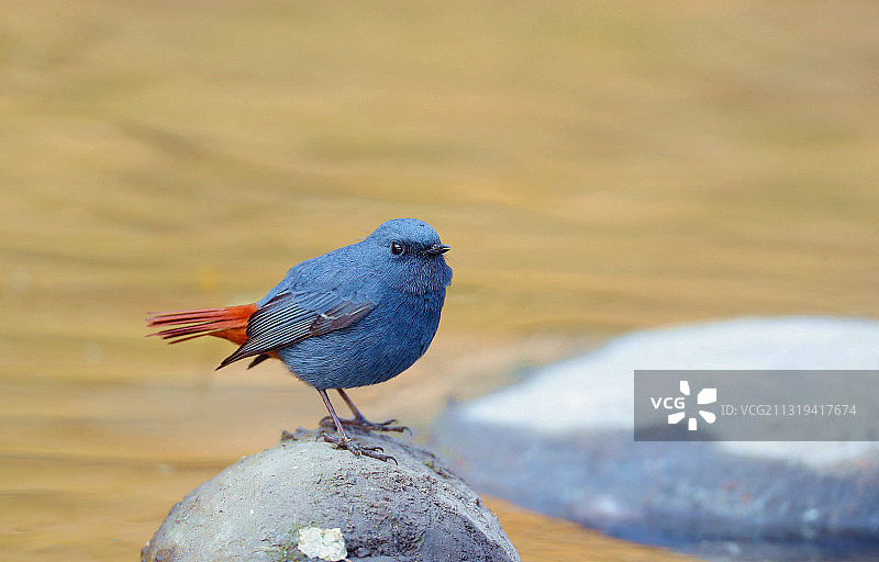 红尾水鸲雄鸟图片素材