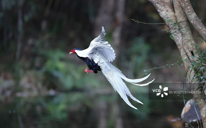 林中仙子白鹇图片素材