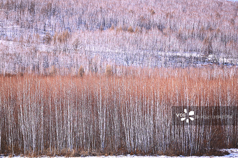 额尔古纳冬季白桦林风景图片素材