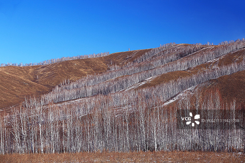 额尔古纳冬季白桦林风景图片素材