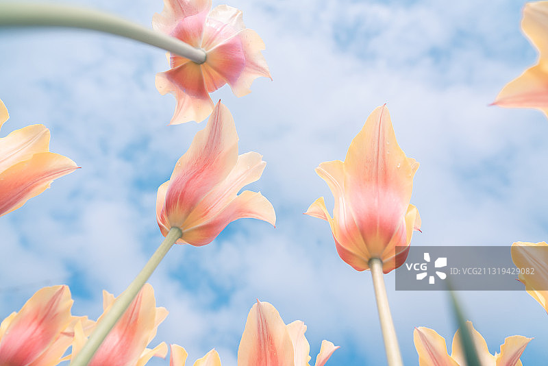 泉州植物郁金香特写图片素材