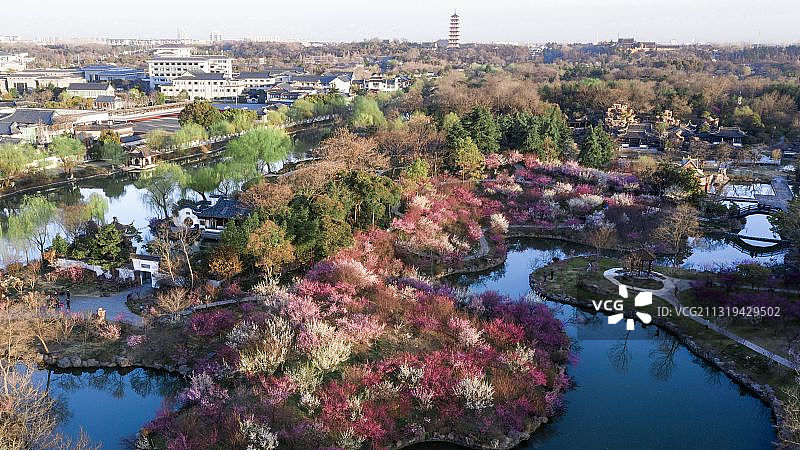 湖上梅林，江苏省扬州市瘦西湖春色图片素材