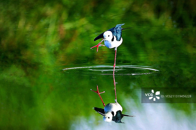 《红腿娘子》图片素材