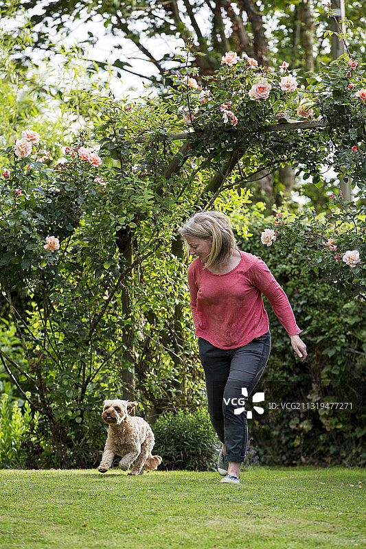 英国沃灵顿：在花园里与小卡瓦波犬玩耍的女人图片素材