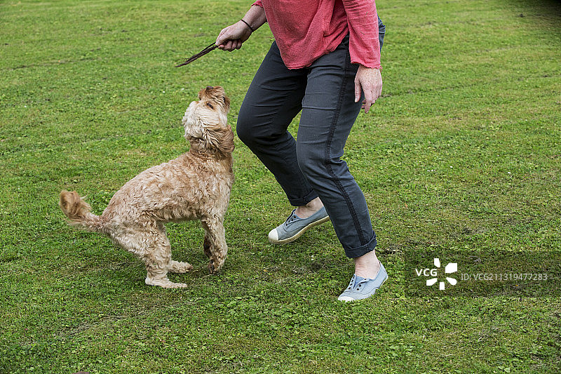 英国沃灵顿：在花园里与小卡瓦波犬玩耍的女人图片素材