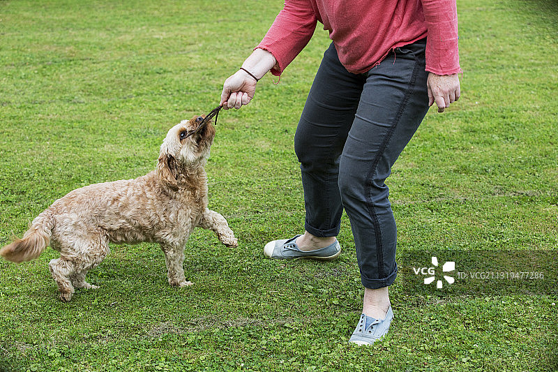 英国沃灵顿：在花园里与小卡瓦波犬玩耍的女人图片素材