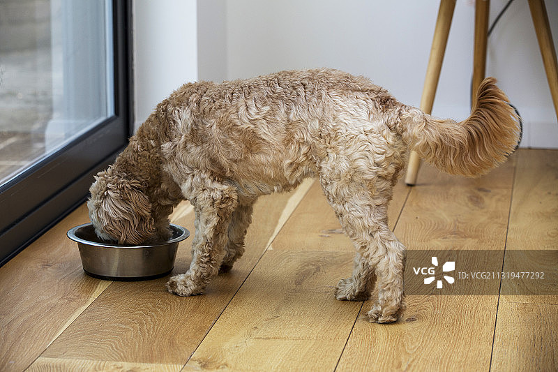 英国沃灵顿，室内吃东西的幼小卡瓦犬图片素材