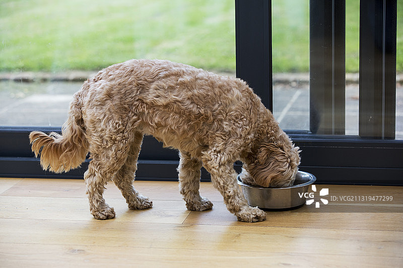 英国沃灵顿，室内吃东西的幼小卡瓦犬图片素材