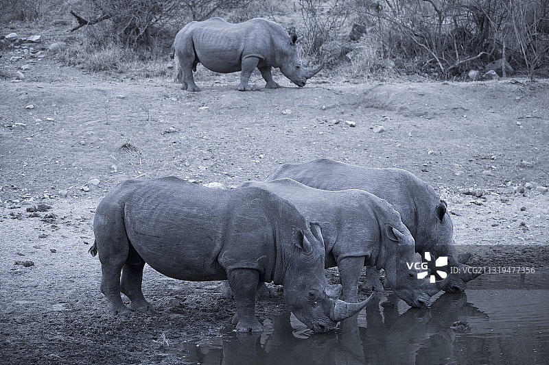 博茨瓦纳莫雷米野生动物保护区：犀牛饮水群像图片素材