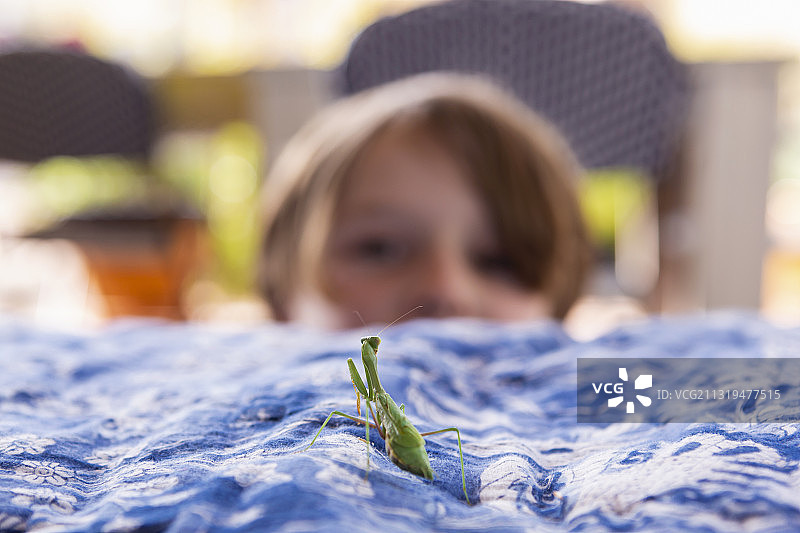 美国：7岁男孩正在观察螳螂图片素材