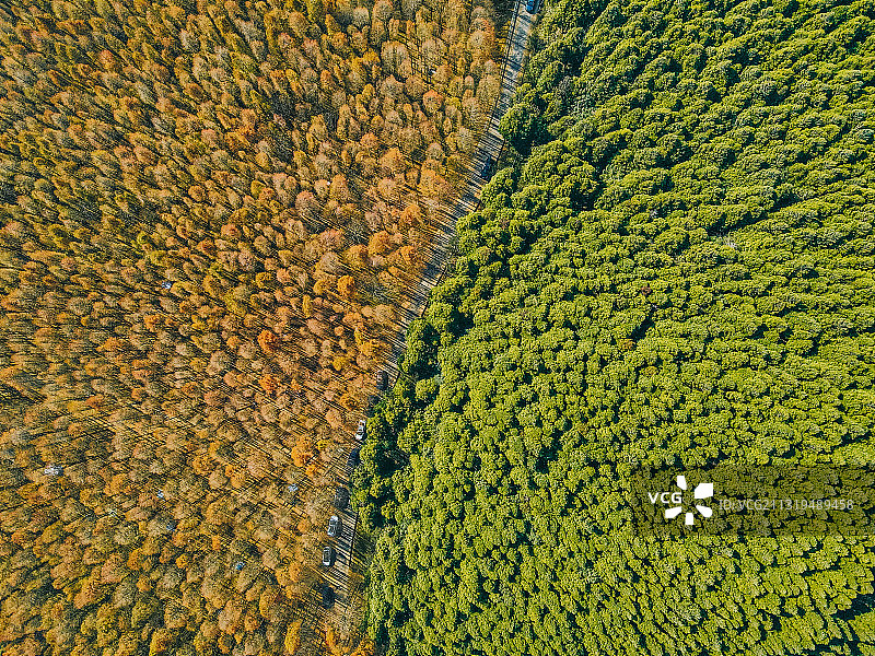 平分秋色-重庆山王坪森林公园航拍图片素材