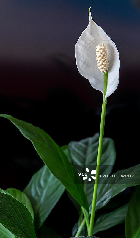 白鹤芋图片素材