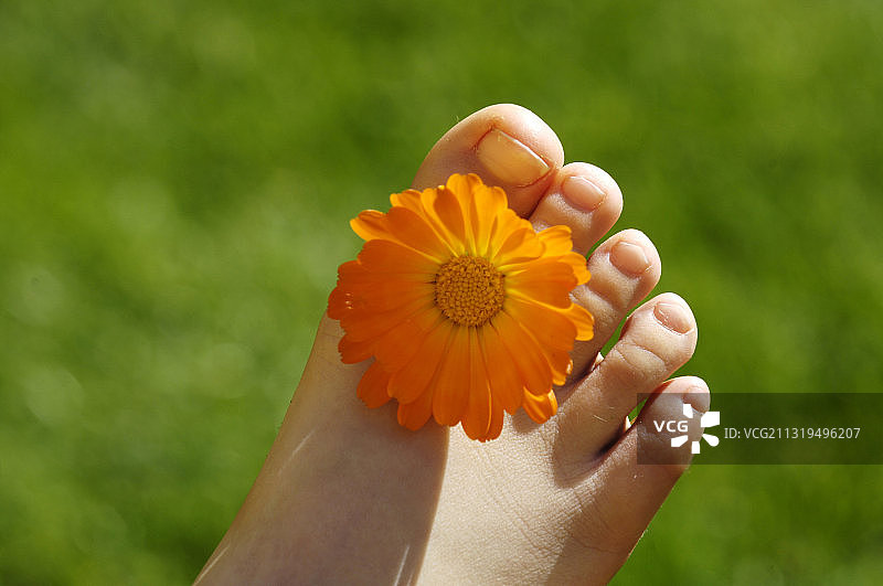 阳光下的金盏花和脚，意大利南蒂罗尔图片素材