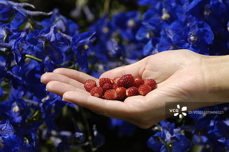 手持森林草莓，野生草莓，水果，夏季，意大利南蒂罗尔图片素材