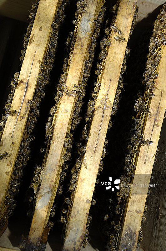 蜂巢与蜜蜂，昆虫，蜂蜜，农业，意大利南蒂罗尔图片素材