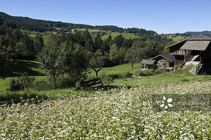 阳光下的花田、农舍，位于意大利南蒂罗尔卡斯特尔鲁特图片素材