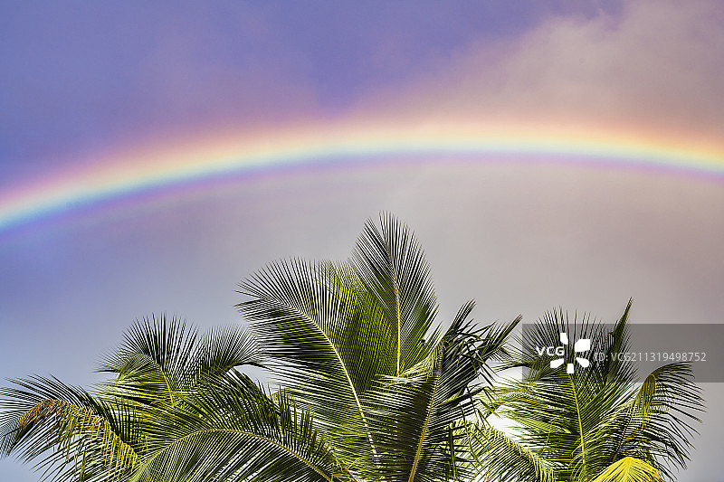 彩虹下的棕榈树，圣胡安，美国加勒比海波多黎各图片素材