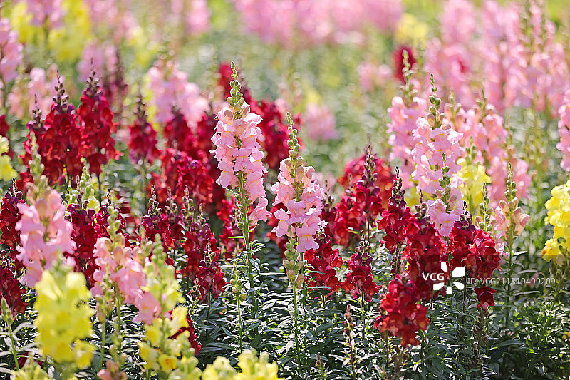 金鱼草图片素材