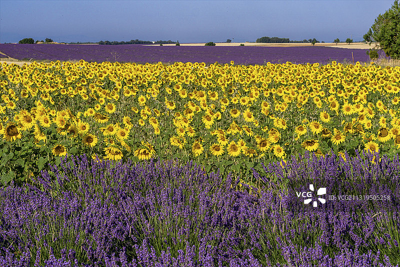 普罗旺斯瓦伦索勒高原的向日葵与薰衣草图片素材