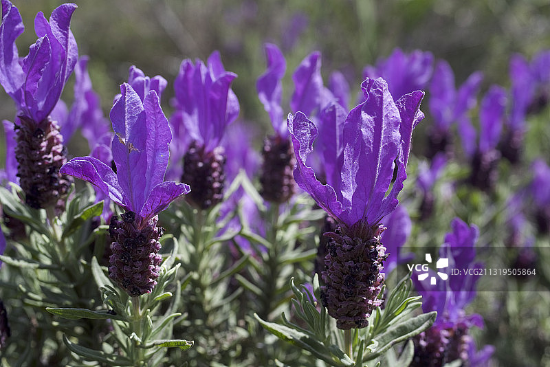蒙希克山徒步小径上的紫花薰衣草，位于葡萄牙阿尔加维图片素材