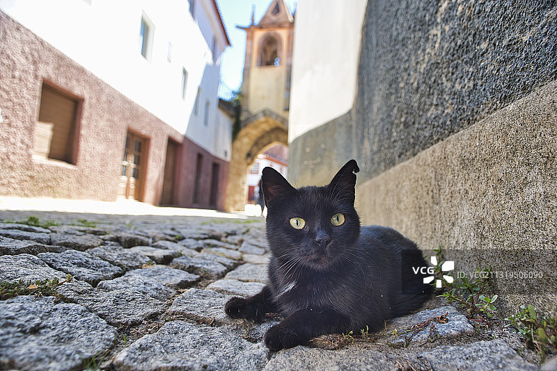 黑猫在葡萄牙圣若昂-达佩斯奎拉共和国广场的钟楼前铺路石上图片素材