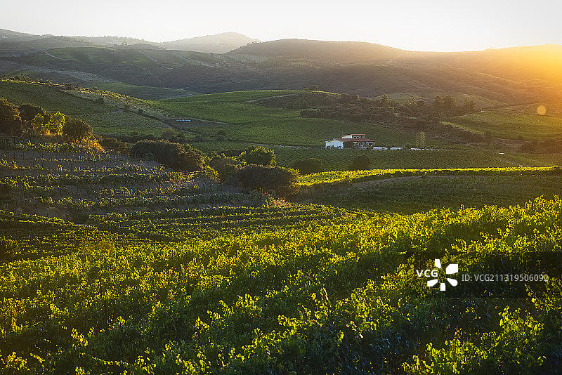 葡萄牙北部杜罗河日落时分的葡萄园景观图片素材