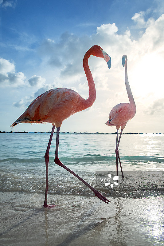 阿鲁巴火烈鸟海滩图片素材