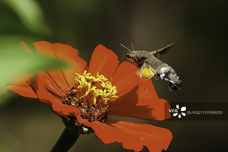 蕊上芭蕾图片素材