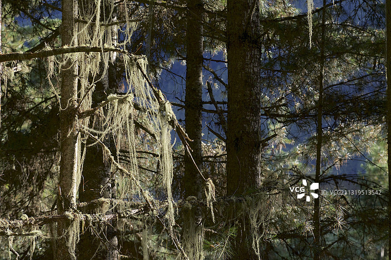 不丹富毕卡山谷喜马拉雅山的针叶树图片素材