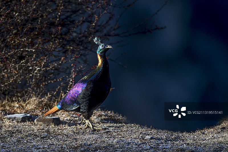 棕尾虹雉   傲气图片素材