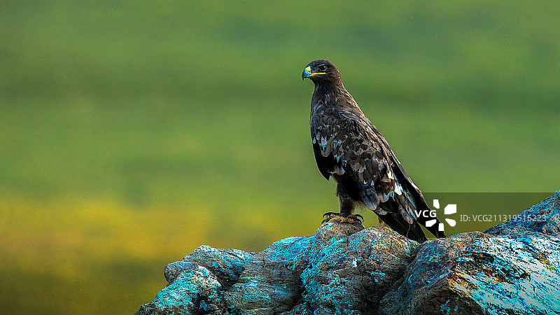 草原雕图片素材