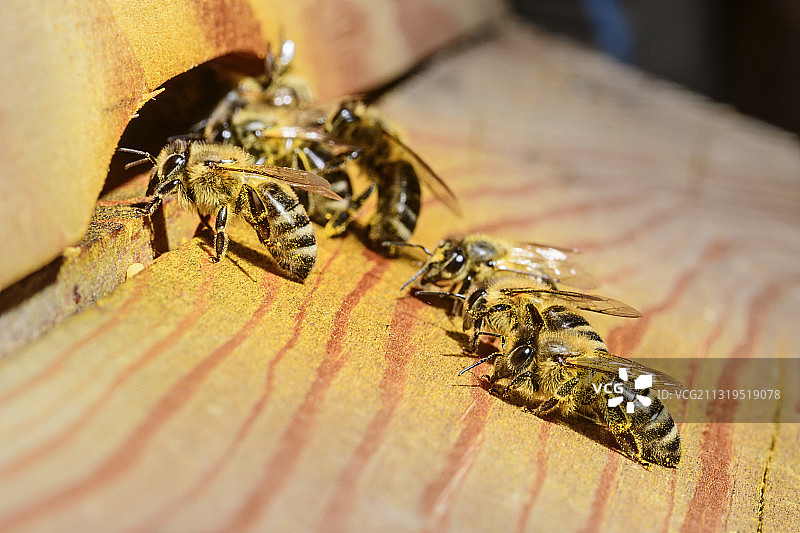 蜜蜂飞入蜂箱，德国巴伐利亚州上巴伐利亚图片素材