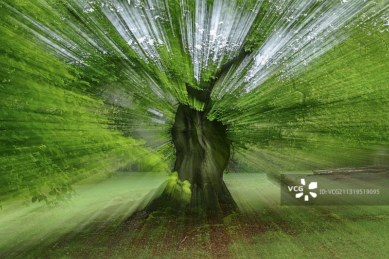 德国黑森州凯勒瓦尔德-埃德尔see国家公园联合国教科文组织世界遗产古山毛榉森林图片素材