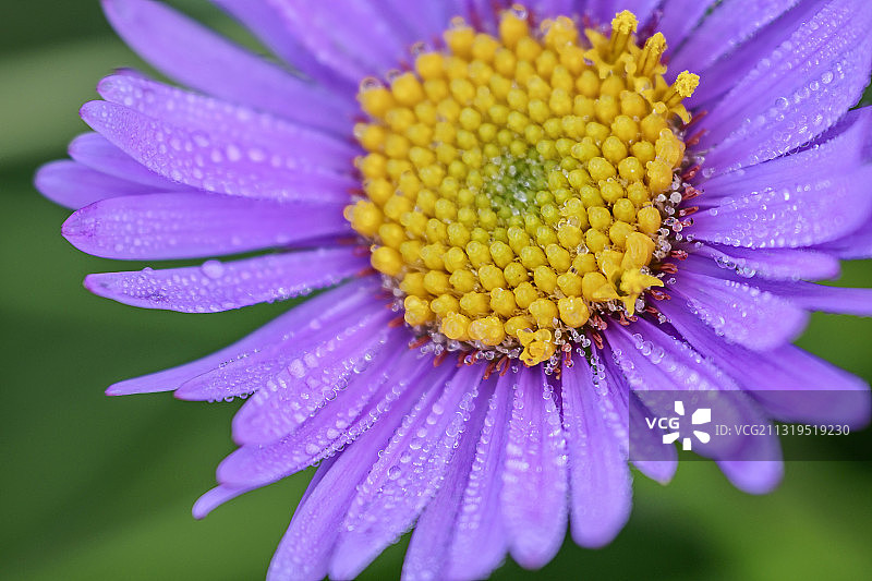 意大利多洛米蒂山地紫菀花图片素材