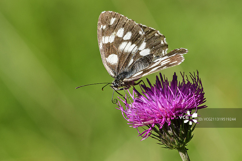 贝卢内多洛米蒂国家公园的棋盘蝴蝶图片素材