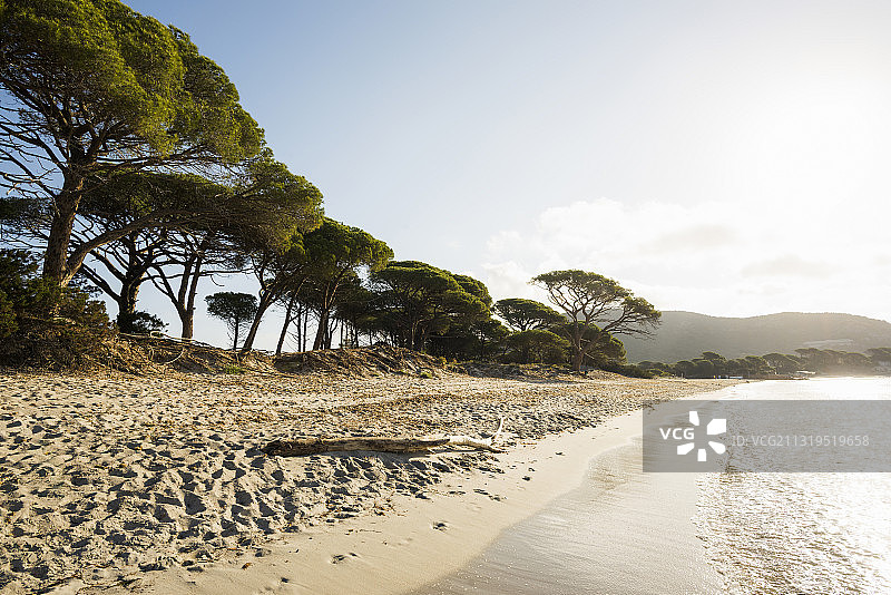 法国科西嘉岛南科西嘉，帕隆巴贾，韦基奥港的海滩和松树图片素材