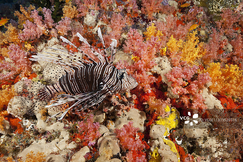 印度洋的印度狮子鱼图片素材