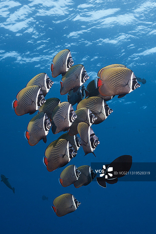 领蝴蝶鱼群，马尔代夫费利杜环礁，印度洋图片素材