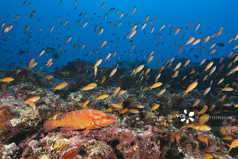 马尔代夫礁石上的宝石石斑鱼图片素材