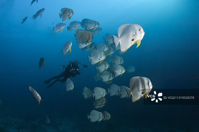 马尔代夫阿里环礁印度洋的长鳍蝙蝠鱼群图片素材